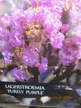 Preview: Kraeuselmyrte Purely Purple